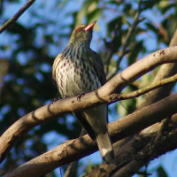 Olive-backed Oriole